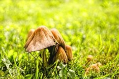 Two fresh mushrooms in the autumn forest Product Image 1