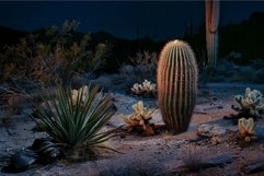 Desert night serenity, cacti under starry sky Product Image 1