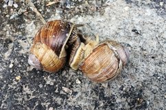 Big garden snail in shell crawling on wet road hurry home Product Image 30