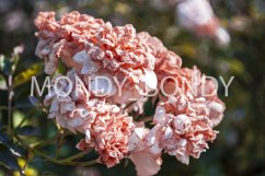 Beautiful dried wild rose close-up Product Image 1