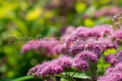 Stock Photo - Blooming pink spirea on a spring day close-up Product Image 1