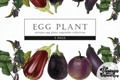 Egg Plant Vintage Vegetable Botanical Clip Art Product Image 1