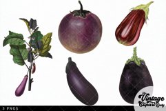 Egg Plant Vintage Vegetable Botanical Clip Art Product Image 2