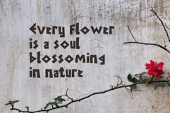 Ehad Product Image 3