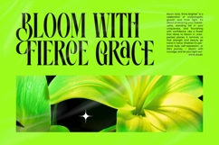 Ehkofa - Modern Serif Font Product Image 11
