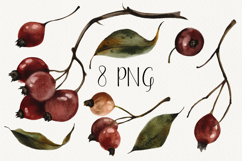 Hand Painted Rosehip Watercolor PNG Clipart Set Product Image 2