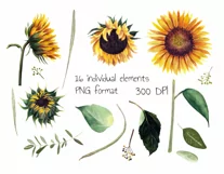 Watercolor sunflower png clipart. Product Image 2
