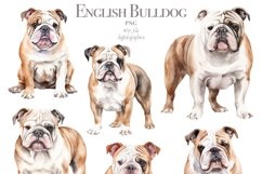 English Bulldog Product Image 2