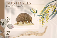 Australia Flora and Fauna Hand Drawn Illustration Set Product Image 15