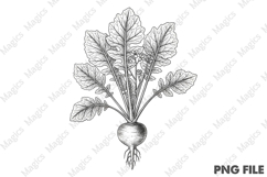 vintage turnip plant PNG Product Image 1