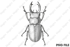 vintage male stag beetle PNG Product Image 1