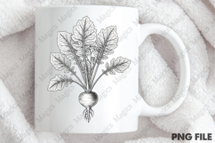 vintage turnip plant PNG Product Image 4