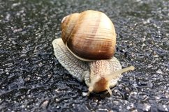 Big garden snail in shell crawling on wet road hurry home Product Image 14