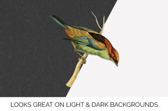 Bird Clipart Tanager Product Image 2