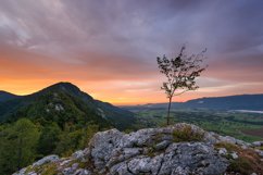 Lonley tree in the mountains at sunrise Product Image 1