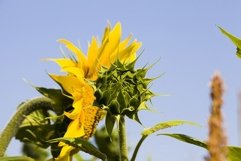 sunflowers, territory of Eastern Europe Product Image 1