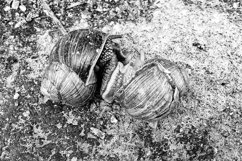 Big garden snail in shell crawling on wet road hurry home Product Image 28