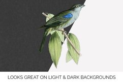 Bird Clipart Tanager Product Image 2