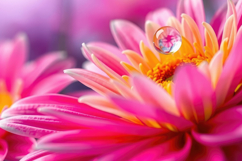 Daisy With Waterdrop Background Product Image 1