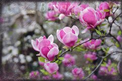 Nature photo, floral photo, spring photo, magnolia photo Product Image 1