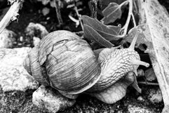 Big garden snail in shell crawling on wet road hurry home Product Image 3