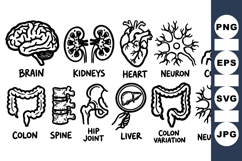 Hand Drawn Medical Anatomy Vector Clipart Product Image 1