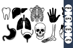 Human Anatomy SVG Medical Clipart Product Image 1