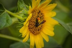 8 Sunflowers Pack, Sunflower with Bee, Sunflower with Spider Product Image 8