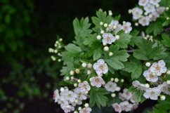 blooming flowers in the garden Product Image 1