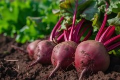 Nutritious Beetroot organic harvest green. Generate Ai Product Image 1