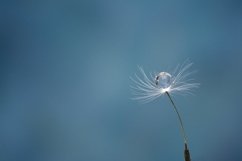 Dandelion Product Image 1