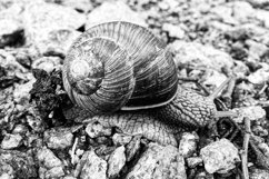 Big garden snail in shell crawling on wet road hurry home Product Image 17