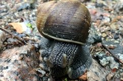 Big garden snail in shell crawling on wet road hurry home Product Image 5
