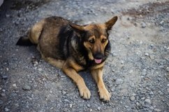 Homeless dog outdoor Product Image 1
