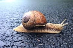 Big garden snail in shell crawling on wet road hurry home Product Image 14
