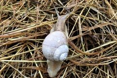 Big garden snail in shell crawling on wet road hurry home Product Image 19