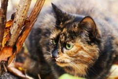 A lurking cat with a tortoiseshell coat. Product Image 1