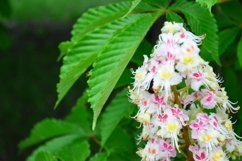 blooming flowers in the garden Product Image 1