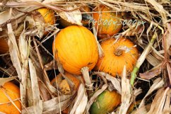 Autumn outdoor pumpkin at kitchen garden. Harvest, Halloween Product Image 1