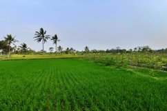 natural rice field view, cool, clean and comfortable Product Image 1
