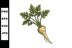 Parsnip root vegetable with green leaves natural garden harv Product Image 1