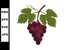 Red grape cluster with green leaves vector illustration in n Product Image 1