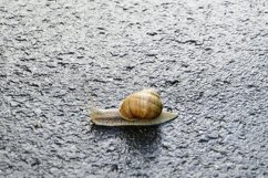 Big garden snail in shell crawling on wet road hurry home Product Image 17