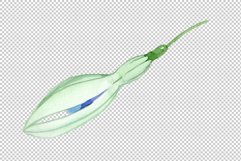 Fuchsia Watercolor png Product Image 4