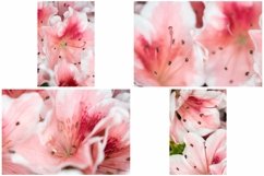 40 Pink Flower Blossom Photographs Close Up Product Image 11