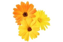 Stock Photo - Calendula flowers close up isolated Product Image 1