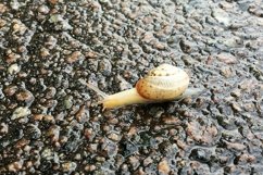 Big garden snail in shell crawling on wet road hurry home Product Image 7