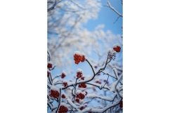Stock Photo - Red berries of mountain ash under the snow Product Image 1