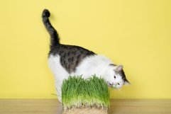 Funny fluffy cat eating green grass isolated Product Image 1