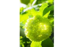 Stock Photo - Blooming viburnum buldenezh, white flowers Product Image 1